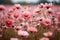 Vibrant and serene a captivating close up of colorful cosmos flowers in a sunlit meadow