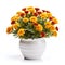 Vibrant Serenity: Marigolds in a Modern Ceramic Pot Isolated on White Background. Generative ai