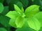 Vibrant shiny green tree bush shrub leaves. Close up view of green leaves background.