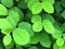 Vibrant shiny green tree bush shrub leaves. Close up view of green leaves background.