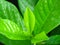 Vibrant shiny vivid green leaves covered with water rain dew drops. Close up view of green leaves background.