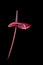 vibrant showy anthurium flower isolated on black