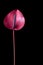 vibrant showy anthurium flower isolated on black