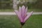 Vibrant, single Magnolia Flower blossom growing gracefully on a delicate, green branch