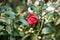 Vibrant, single red rose set against a backdrop of lush green foliage