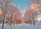 A Vibrant Snowy Park Pathway