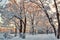 A Vibrant Snowy Park Pathway