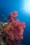 Vibrant soft coral