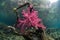 Vibrant Soft Corals on Submerged Branch in Raja Ampat