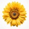 Vibrant Solitude: A Single Sunflower Against a Pure White Backdrop AI Generated
