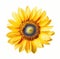 Vibrant Solitude: A Single Sunflower Against a Pure White Backdrop AI Generated