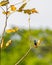 Vibrant songbird perched atop a natural tree branch surrounded by lush green foliage