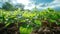 Vibrant Soybean Growth on Farm with Blue Sky Background - Agriculture Plant Seeding & Growing Step Concept