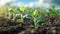 Vibrant Soybean Growth on Farm with Blue Sky Background - Agriculture Plant Seeding & Growing Step Concept