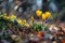 Vibrant Spring Bloom: Colorful Crocuses and Bluebells in Dew