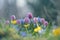 Vibrant Spring Bloom: Colorful Crocuses and Bluebells in Dew