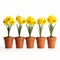 Vibrant Spring Flowers And Daffodils In A Stunning Lineup