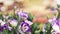Vibrant spring garden with colorful blooming Lisianthus or Eustoma flowers i