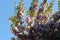 Vibrant spring landscape featuring lush pink blossoms draped across a blue sky