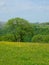 Vibrant spring meadow with large tree with yellow flowers and surrounding trees with hillside farmland and fields in yorkshire