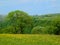 Vibrant spring meadow with yellow flowers and surrounding trees with hillside farmland and fields in yorkshire dales countryside