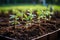 Vibrant springtime garden. planting seedlings and tending soil in the vegetable patch