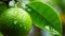 Vibrant Still Life: Green Water Drops Hanging Close To A Lime On Tree