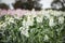 Vibrant stock cottage garden beds in full bloom, flower farm image