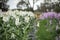 Vibrant stock cottage garden beds in full bloom, flower farm image