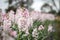 Vibrant stock cottage garden beds in full bloom, flower farm image