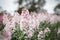 Vibrant stock cottage garden beds in full bloom, flower farm image