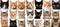 Vibrant and stylish white light cat collage with segmented divisions and adorable feline subjects