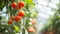 Vibrant and Succulent: Exquisite Red Cherry Tomatoes Thriving in Greenhouse Splendor ()