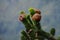 Vibrant succulent green plant with flower buds against a backdrop of mountain peaks