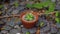 Vibrant succulent plant in a brown pot, standing on a stone ground in a serene garden setting