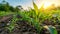 Vibrant summer crop field in golden hour light abstract eco friendly agricultural composition