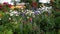 Vibrant summer garden with lovely multi colored flowers in the back yard .