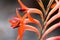 Vibrant Summer Watsonia Flower Stalk Watsonia pillansii