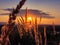 Vibrant sundown as seen through the golden reed plant seeds