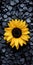 Vibrant Sunflower On Black Stones: Nature-inspired Minimalistic Symmetry