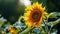 Vibrant Sunflower in Bloom