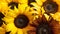 Vibrant Sunflower Bouquet Closeup - Bright Floral Background