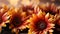 Vibrant sunflower colors on ethereal bokeh background for captivating narrative ambiance