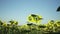 Vibrant sunflower field close-up with many yellow flowers, panorama at summer.