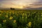 Vibrant sunflower field panorama in beautiful light