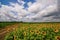 Vibrant sunflower field panorama with big white clouds in summer