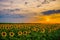 Vibrant sunflower field in sunset in summer