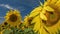 Vibrant sunflower header