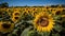 Vibrant sunflower meadow, buzzing with organic beauty generated by AI