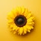 Vibrant Sunflower Micro Photograph On Yellow Background